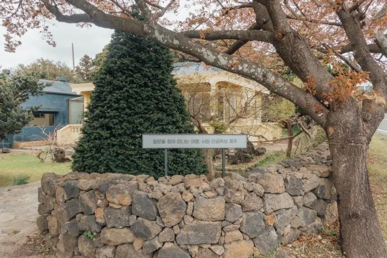 벚꽃나무와 돌담 옆에 서 있는 인공위성 제주 안내판