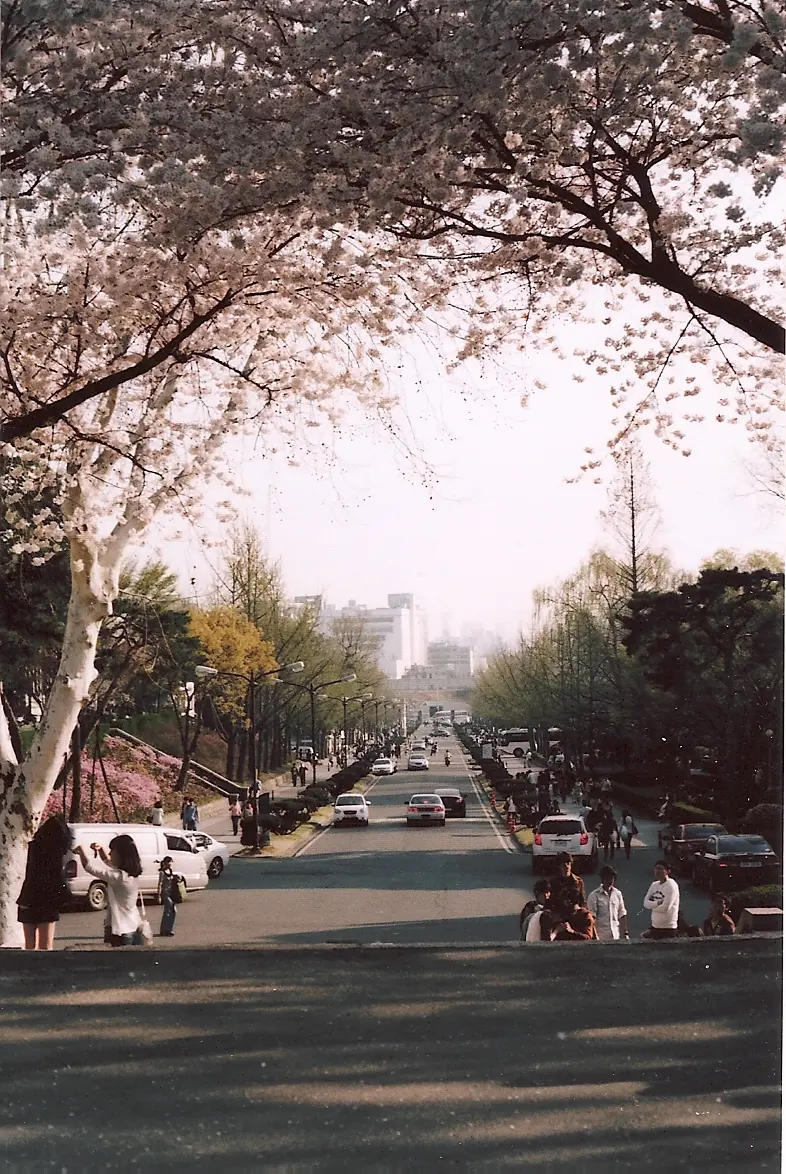 벚꽃나무가 양쪽으로 이어진 길과 걷는 사람들